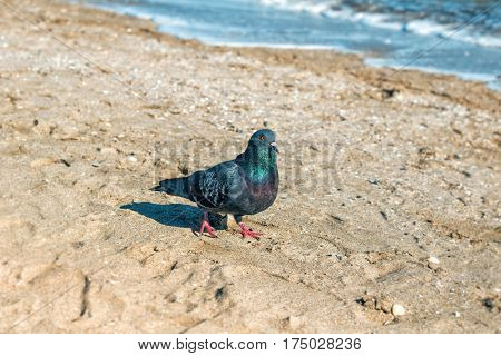 Gray dove walking on the beach near the sea