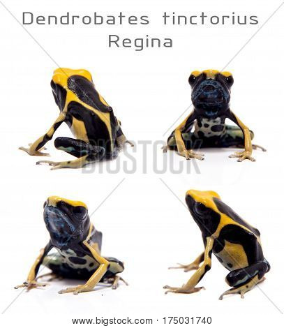 Regina Blue Dyeing Poison Dart Frogling, Dendrobates tinctorius, on white background.