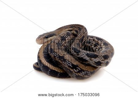 Beauty Rat Snake, Orthriophis taeniurus, isolated on white background