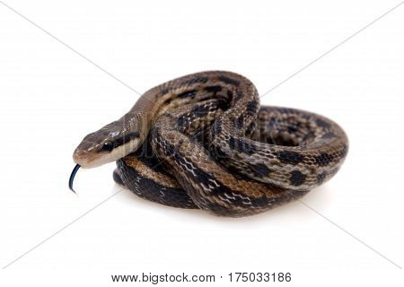 Beauty Rat Snake, Orthriophis taeniurus, isolated on white background