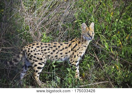 The serval cat lives in the greasslands and marshes of Tanzania