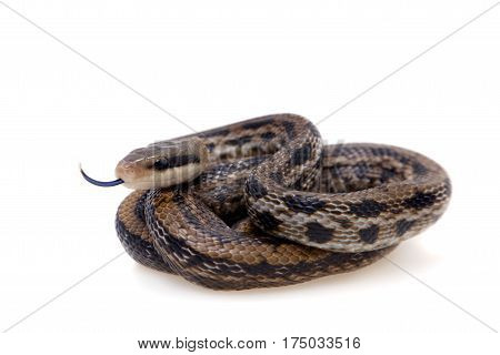 Beauty Rat Snake, Orthriophis taeniurus, isolated on white background