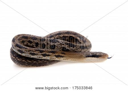 Beauty Rat Snake, Orthriophis taeniurus, isolated on white background