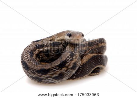 Beauty Rat Snake, Orthriophis taeniurus, isolated on white background