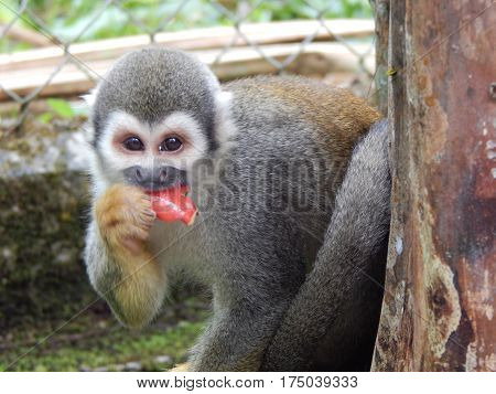 South american small monkey at amazonon zoo at Puyo Ecuador South America