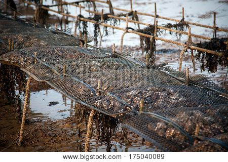 groynes on the shingle beach at whitstable kent