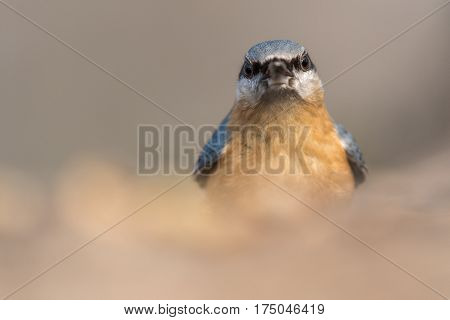 Portrait of the Eurasian nuthatch or wood nuthatch (Sitta europaea) feeding on the stump in a winter time.
