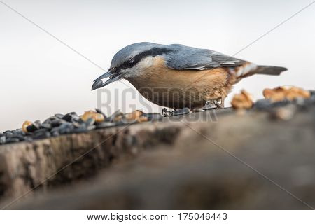 The Eurasian nuthatch or wood nuthatch (Sitta europaea) feeding on the stump in a winter time.