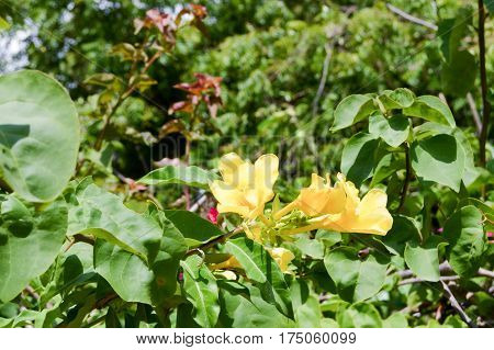 Yellow flowers in the nature of the town of Bamburi in Kenya