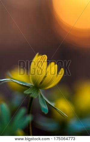 Yellow flower closeup with shallow depth of field - Eranthis hyemalis - early signs of spring