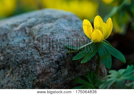 Yellow flower closeup with shallow depth of field - Eranthis hyemalis - early signs of spring