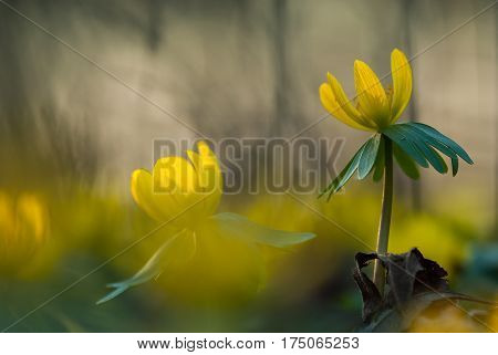 Yellow flower closeup with shallow depth of field - Eranthis hyemalis - early signs of spring
