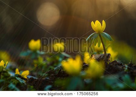 Yellow flower closeup with shallow depth of field - Eranthis hyemalis - early signs of spring
