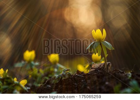 Yellow flower closeup with shallow depth of field - Eranthis hyemalis - early signs of spring
