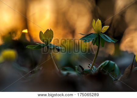 Yellow flower closeup with shallow depth of field - Eranthis hyemalis - early signs of spring