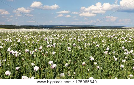 Detail of flowering poppy or opium poppy in Latin papaver somniferum poppy field white colored poppy is grown in Czech Republic