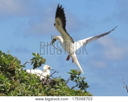 Two Red Footed Booby Birds building a nest
