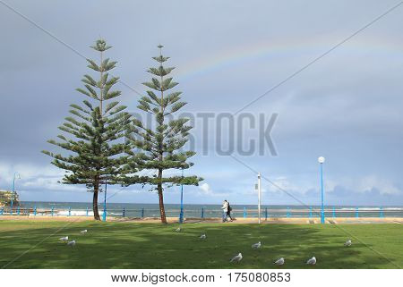 Two Alpine tree stoy on the Manly beach Australia feel fresh and relaxing with family