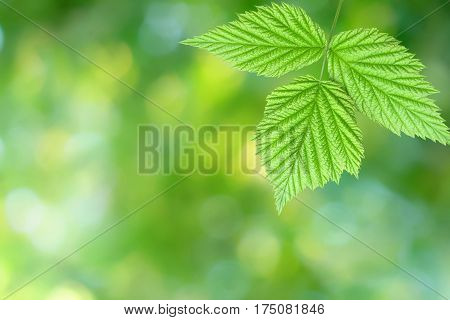 Green leaf isolated on a vibrant blurry green yellow bokeh background
