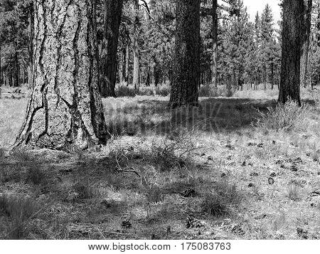 Large ponderosa pine trees with their uniquely textured bark among wild grasses and pine cones on a spring day near Black Butte in Central Oregon.