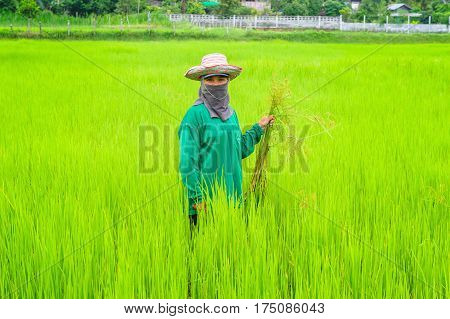 Thai Woman Farmer