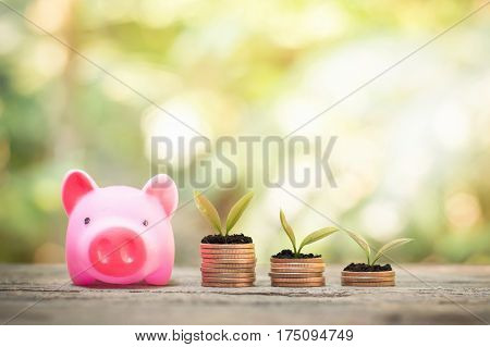 Pink piggy bank and stack of coins with plants growing up for business investment or saving concept