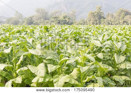 Field Nicotiana tabacum the Common tobacco is an annually-growing herbaceous plant
