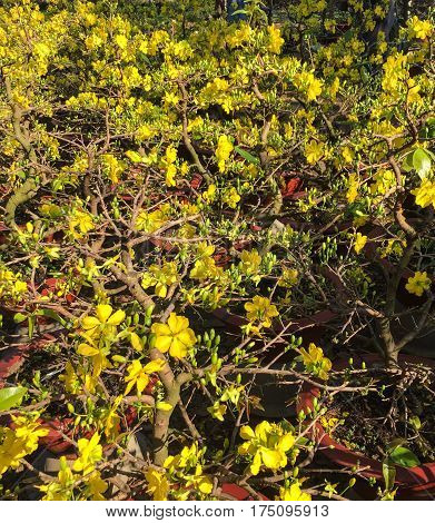 Ochna Integerrima Flowers At Spring Time