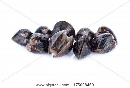 fresh Corbicula shell on a white background