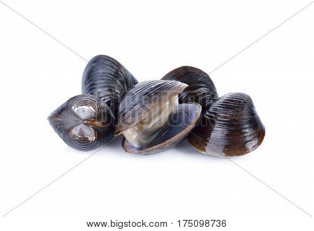fresh Corbicula shell on a white background