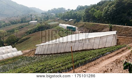 Farm Strawberry Province Nan Thailand./Roadside Rest Area./KHUN SATHAN NATIONAL PARK THAILAND.