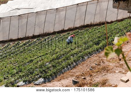 Farm Strawberry Province Nan Thailand./Roadside Rest Area./KHUN SATHAN NATIONAL PARK THAILAND.