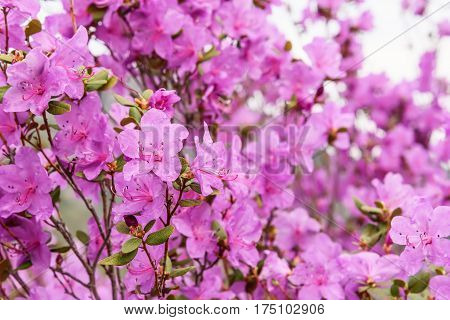 Beautiful delicate floral background with magenta flowers of Ledeburg's rhododron against a light background