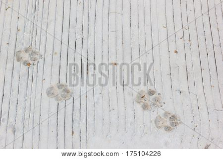Dog footprints on lines concrete ground floor