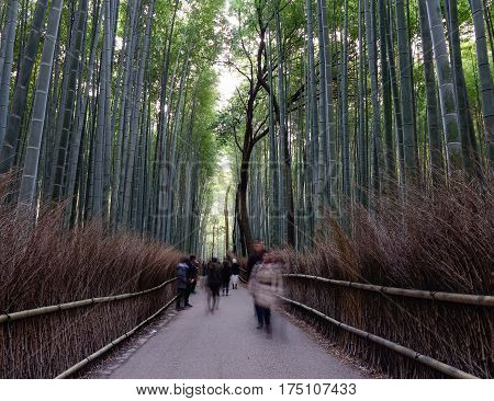 Bamboo Grove At Arashiyama In Kyoto, Japan