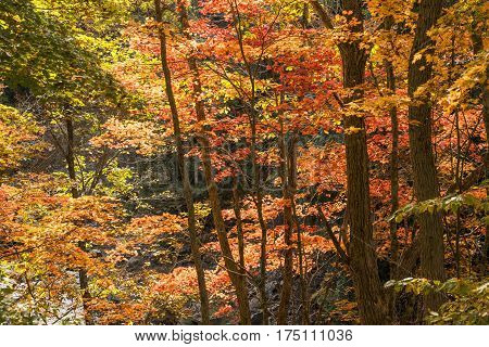 Autumn bright maple tree leaves in Minakami, Gunma