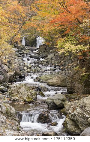 Brook surrounded by autumn leaves in Minakami, Gumna