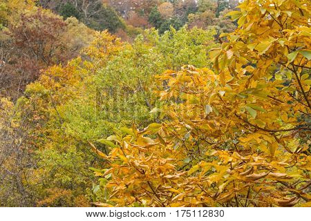 Autumn japanese horse chestnut leaves(Aesculus turbinata) in Minakami, Gumna