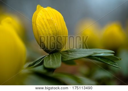 Yellow flower closeup with shallow depth of field - Eranthis hyemalis - early signs of spring