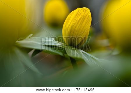 Yellow flower closeup with shallow depth of field - Eranthis hyemalis - early signs of spring