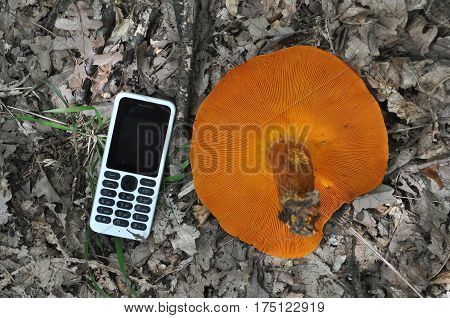 Mobile phone next to Omphalotus olearius or orange jack o lantern mushroom gills show size of this toxic mushroom,