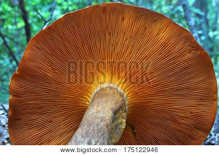 Omphalotus olearius or orange jack o lantern mushroom gills, toxic mushroom