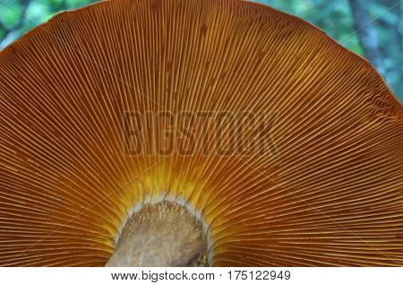 Omphalotus olearius or orange jack o lantern mushroom gills, toxic mushroom