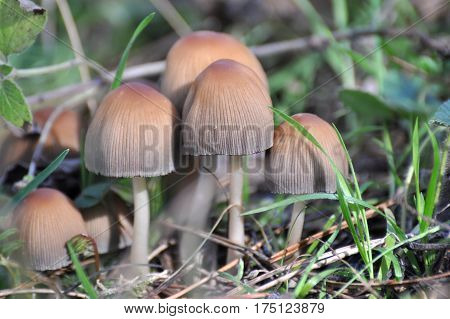 Wild mushroom Coprinellus domesticus, Group of mushrooms growing between wild strawberries in the spring