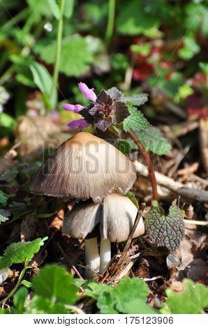 Wild mushroom Coprinellus domesticus, Group of mushrooms growing under a spring flowers
