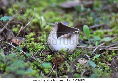 Black Mushroom Cup Fungi,Helvella leucomelaena in moss