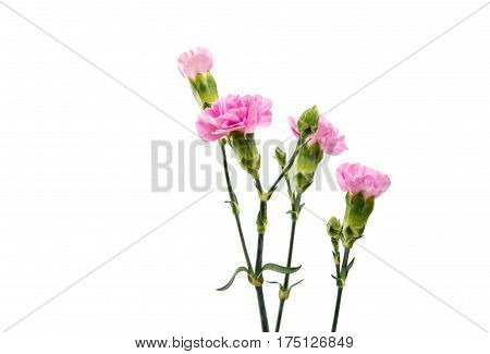 carnation Beautiful flower isolated on white background