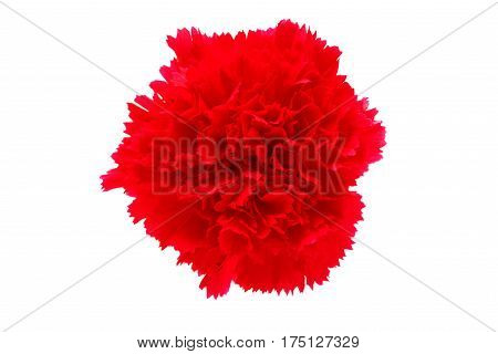 carnation Beautiful flower isolated on white background