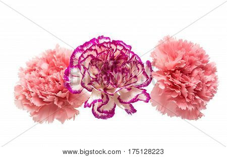 carnation Beautiful flower isolated on white background
