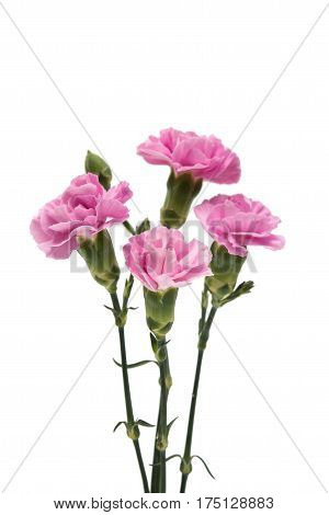 carnation Beauty flower isolated on white background